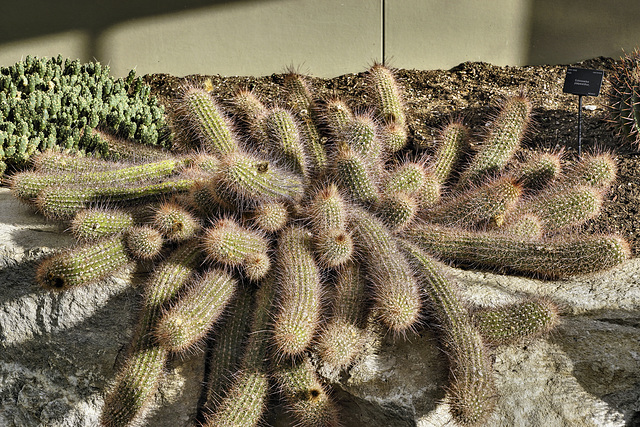 Echinopsis aff. Strigosa – Desert House, Princess of Wales Conservatory, Kew Gardens, Richmond upon Thames, London, England