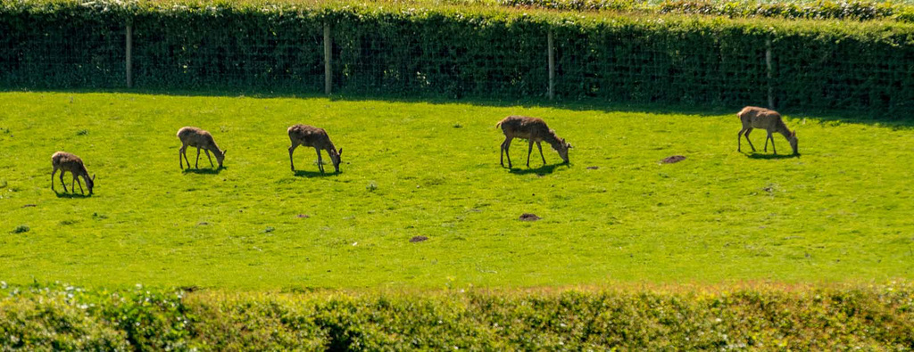 Red deer.11jpg1