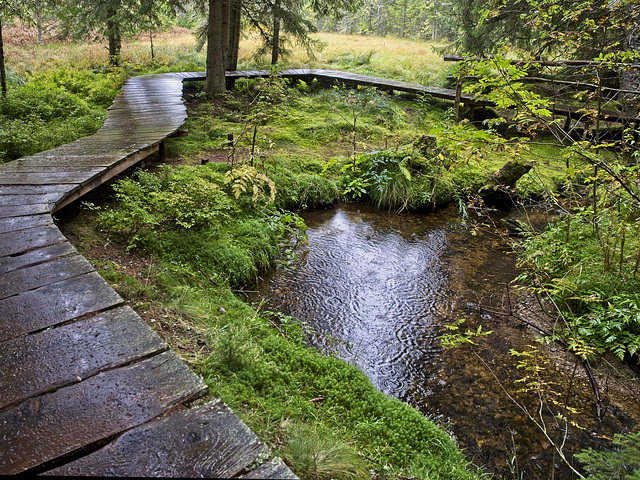 Parcours im Zauberwald