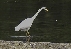 20200901 9729CPw [D~PB] Silberreiher, Delbrück