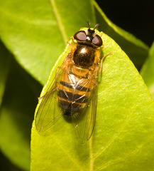 EF7A2222Hoverfly