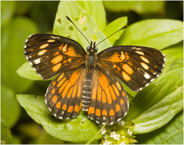 IMG 2372 Butterfly