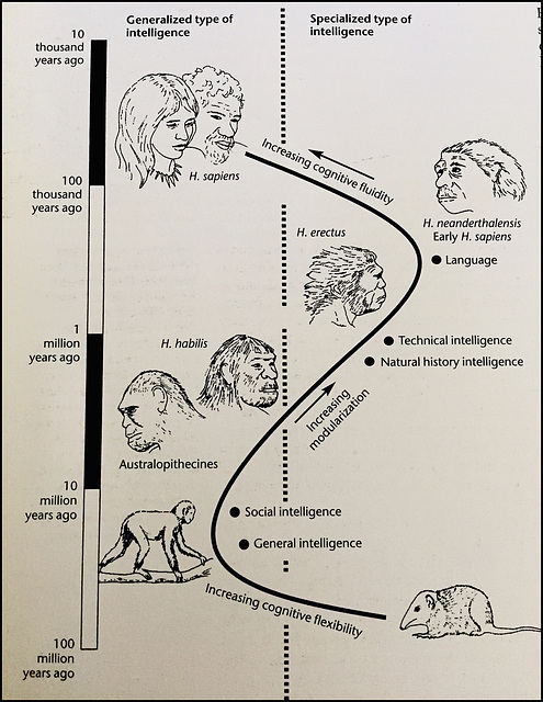 Evolution of Intelligence