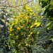 gdn[25] - Laburnum