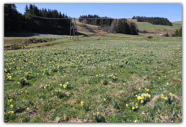 Le temps des Jonquilles (9)