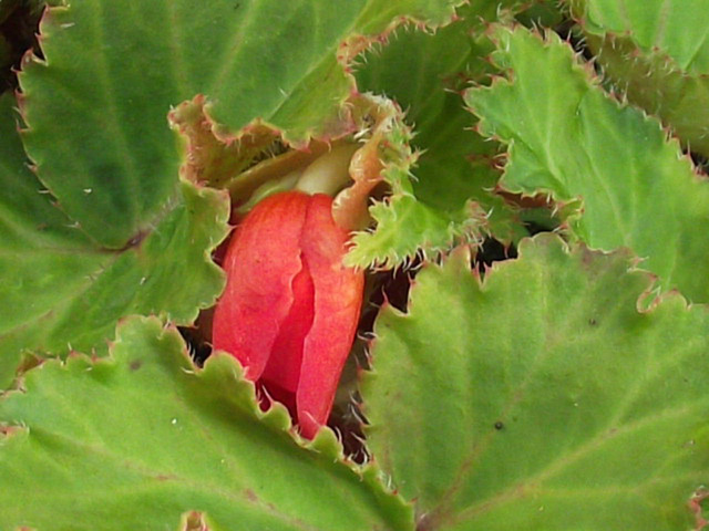 The begonia is starting to flower