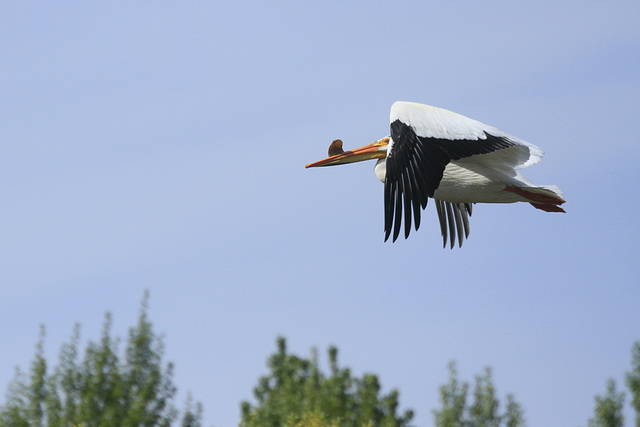 White Pelican