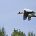 White Pelican