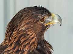 Gotta love those Golden Eagle feathers