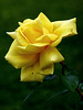 yellow rose