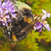 Bumblebee IMG_5831