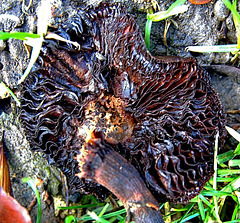 Ink Cap Mushrooms Decayed Into Inky Mush!