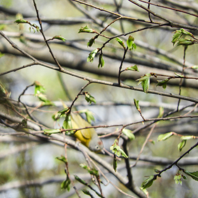 Day 4, Nashville Warbler, Pt Pelee