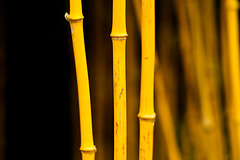 Wet Afternoon in March-Bamboo