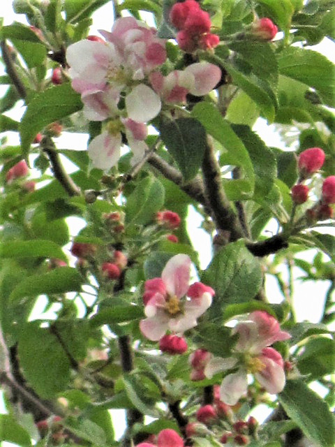 So delicate and pretty - the pink and the white