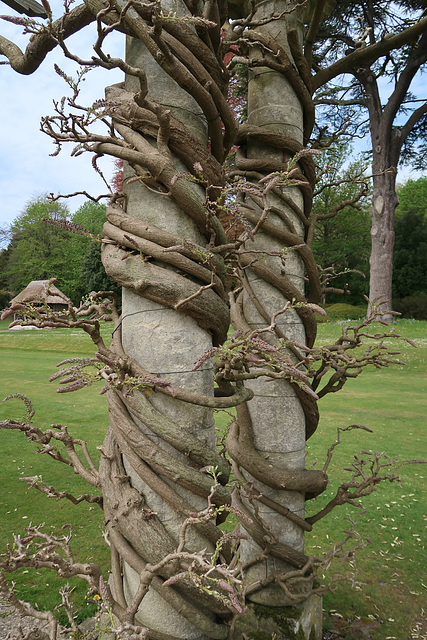 Twisty Wisteria