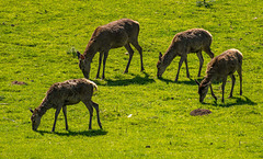 Red deer.35jpg