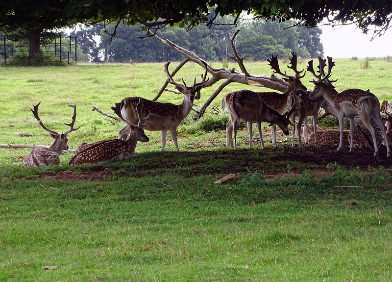 Attingham Park Deer