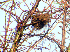 Last Year's Nest