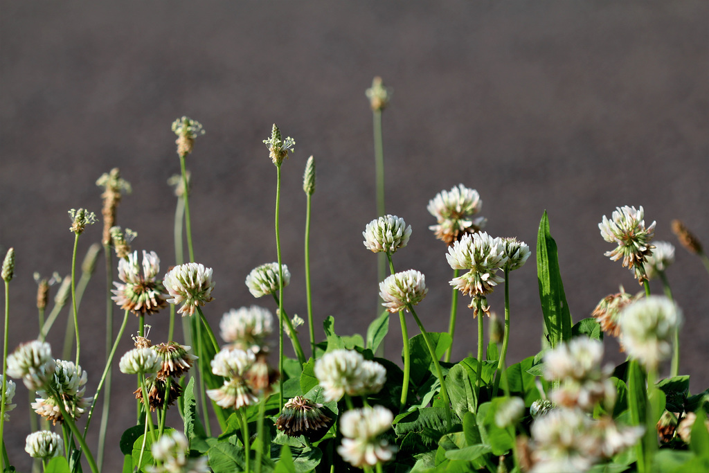 Trifolium repens  (1)