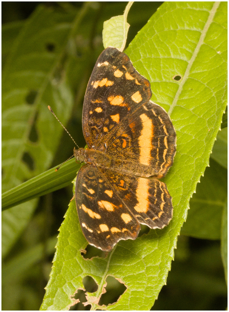 IMG 2391 Butterfly