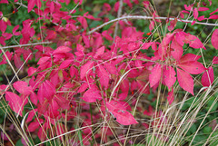Pour Valérianne ! Pour Valérianne !