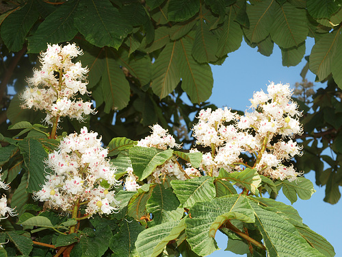 Kastanienblüten