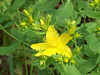 St John's Wort - more flowers are on their way