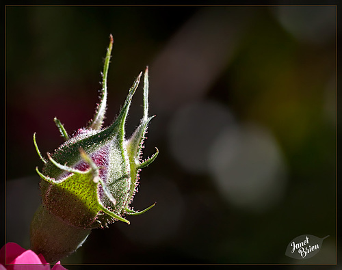 293/366: Look at All That Fuzz!