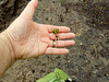 mangrove seedlings