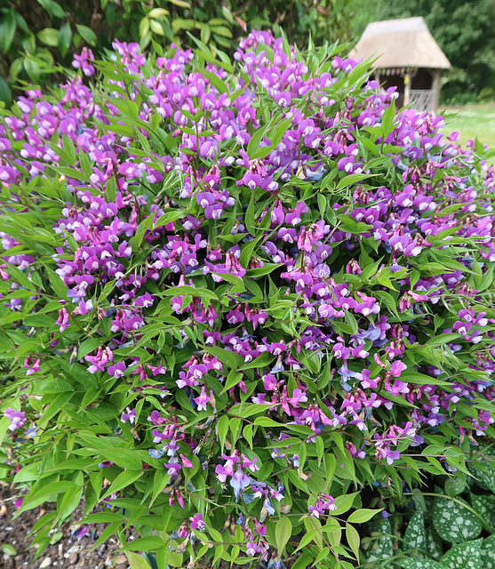 Pea-flowered thing