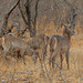 waterbuck