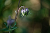DSCF7637
