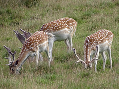 Attingham Park Deer