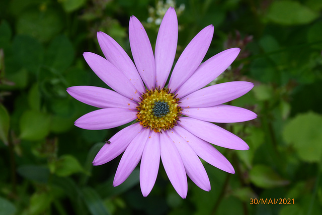 retour au jardin