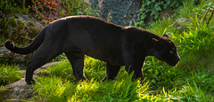 Black jaguar