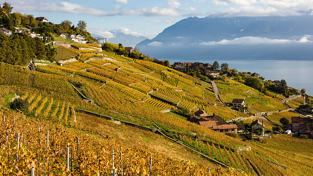 221101 Lavaux 10