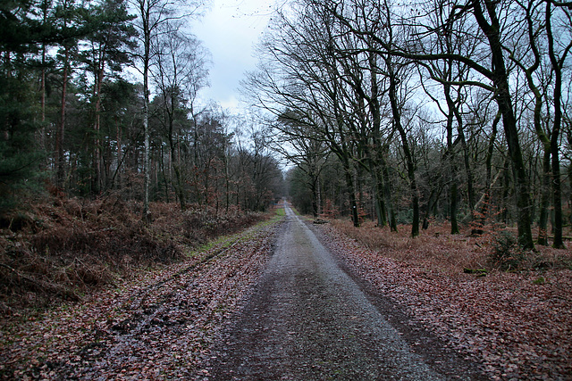 Flaesheimer Weg (Haard, Oer-Erkenschwick) / 26.12.2023