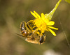 IMG 0835 Hoverfly