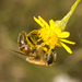 IMG 0835 Hoverfly