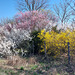 Blütenhecke
