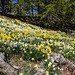 Hillside daffodils