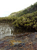 Corner Inlet mangroves