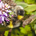 Bumblebee IMG_5833