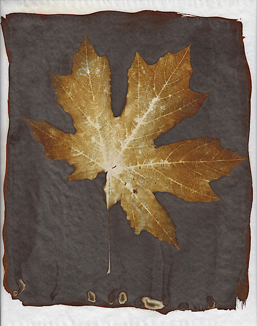 Sepia Maple