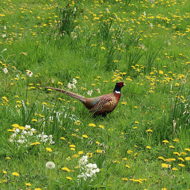 Pheasant in the meadow