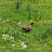 Pheasant in the meadow