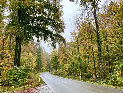 Herbstwald