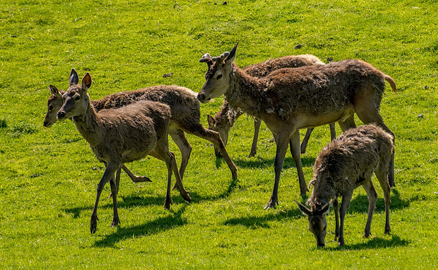 Red deer.65jpg