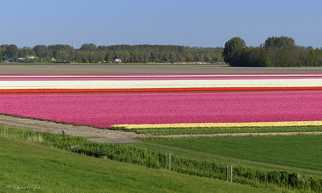 Tulip Bulb Fields in the Netherlands... 2